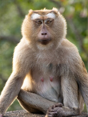 Closeup portrait of a Cheeky Monkey with big eyes taken at Koarang Hill Phuket Thailand