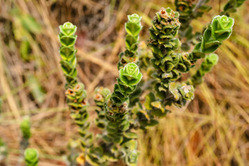 Flores do Cerrado - Chapada dos Veadeiros - Goiás - Brasil