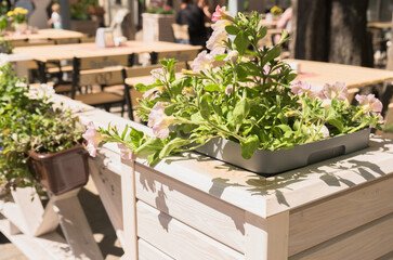 primrose flower as  street decoration of a restaurant