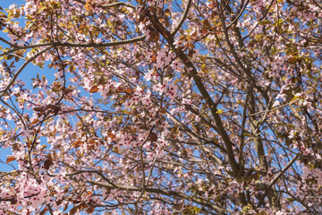 Prunus Cerasifera (Cherry Plum) blossoms