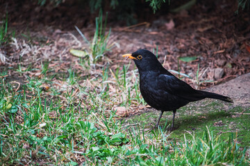Common Blackbird on the grass
