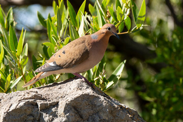 Tourterelle à queue carrée,.Zenaida aurita , Zenaida Dove, Ile de Saint Martin, Antilles