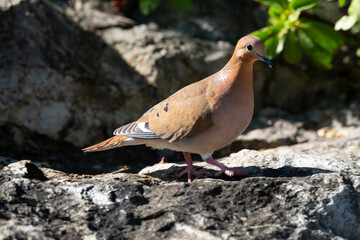 Tourterelle à queue carrée,.Zenaida aurita , Zenaida Dove, Ile de Saint Martin, Antilles