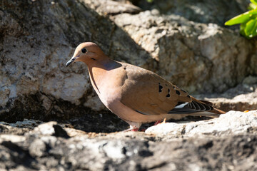 Tourterelle à queue carrée,.Zenaida aurita , Zenaida Dove, Ile de Saint Martin, Antilles