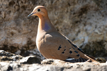 Tourterelle à queue carrée,.Zenaida aurita , Zenaida Dove, Ile de Saint Martin, Antilles