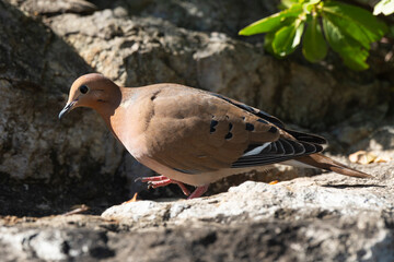 Tourterelle à queue carrée,.Zenaida aurita , Zenaida Dove, Ile de Saint Martin, Antilles