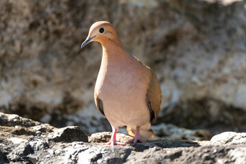 Tourterelle à queue carrée,.Zenaida aurita , Zenaida Dove, Ile de Saint Martin, Antilles