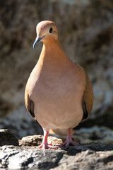 Tourterelle à queue carrée,.Zenaida aurita , Zenaida Dove, Ile de Saint Martin, Antilles