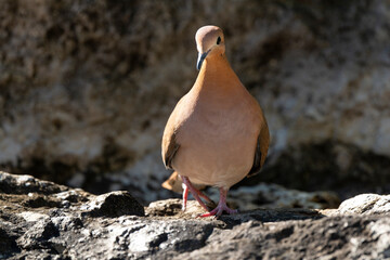 Tourterelle à queue carrée,.Zenaida aurita , Zenaida Dove, Ile de Saint Martin, Antilles