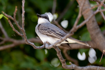 Tyran gris,.Tyrannus dominicensis, Grey Kingbird, Ile de Saint Martin, Petite Antilles