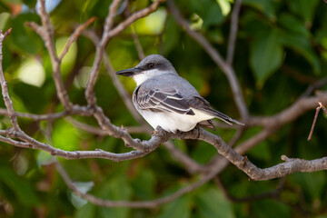Tyran gris,.Tyrannus dominicensis, Grey Kingbird, Ile de Saint Martin, Petite Antilles
