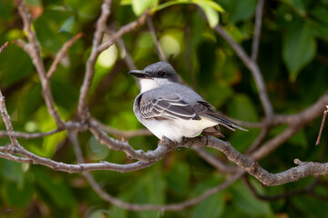 Tyran gris,.Tyrannus dominicensis, Grey Kingbird, Ile de Saint Martin, Petite Antilles