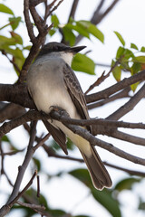 Tyran gris,.Tyrannus dominicensis, Grey Kingbird, Ile de Saint Martin, Petite Antilles