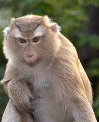 Closeup portrait of a Cheeky Monkey with big eyes taken at Koarang Hill Phuket Thailand