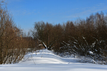 A frosty clear winter day. View of a snow-covered field and thickets of tall bushes without foliage