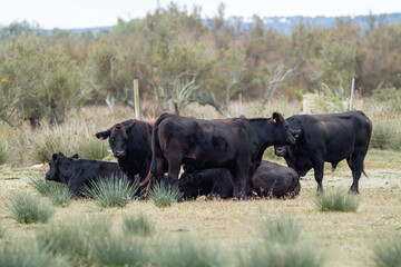 a small herd of black cows resting in the meadow