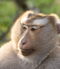Closeup portrait of a Cheeky Monkey with big eyes taken at Koarang Hill Phuket Thailand