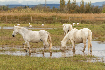 Obraz na płótnie Canvas Camargue horses and flamingos in the marsh