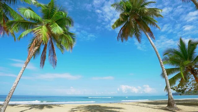 The best palm beaches of the Dominican coast. Beautiful coconut palms against a bright blue cloudy sky. Rest on the sea sandy beach in sunny weather.