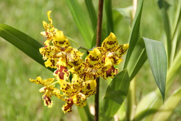 Orchid flowers are blooming. 