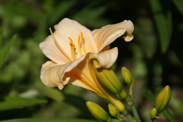 Fototapeta premium Garden flowers 