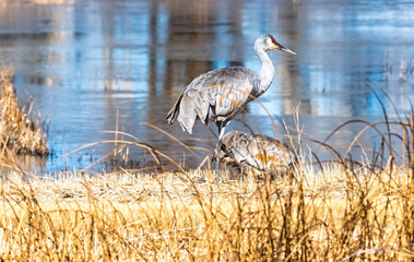 Sandhill Cranes feeding at a small pond.