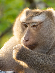 Closeup portrait of a Cheeky Monkey with big eyes taken at Koarang Hill Phuket Thailand
