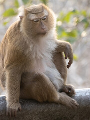 Naklejka premium Closeup portrait of a Cheeky Monkey with big eyes taken at Koarang Hill Phuket Thailand