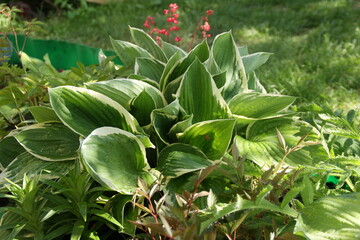 Hostas flowers for a shady garden. 