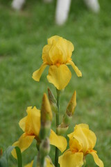 Bearded iris in the garden. 