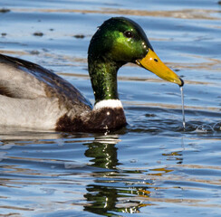 duck in water