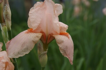Bearded iris in the garden. 