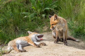 Naklejka na ściany i meble Deux jeunes renards roux au repos, l'un observe l'autre en train de bâiller