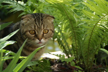 Naklejka na ściany i meble Cat in the garden with plants. 