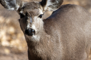 Young deer with a pronounced scar on its face.
