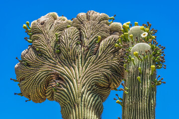 Crested Sajuaro Cactus Blooming