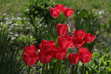 Red Tulip flower blooms on background of blurry tulips flowers. A group vibrant Red blooming Tulips. Spring flowers. Floral red background. First spring flowers. Tulips backdrop. Red tulip bud. 