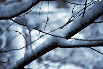 Fototapeta na wymiar Icy blue image of snow covering bare branches with blurred background