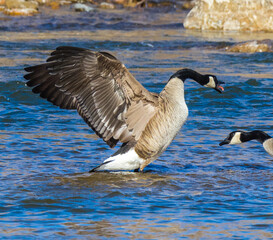 country goose in the water