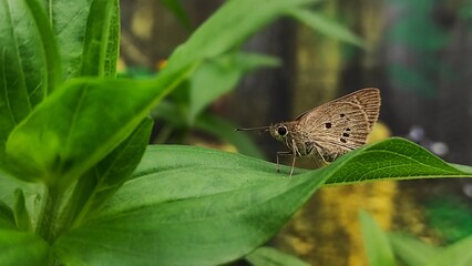 butterfly called suastus greimus on leaf in the garden