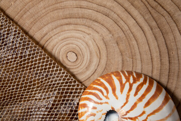 nautilus shell symmetry Fibonacci half cross section spiral golden ratio structure growth close up...