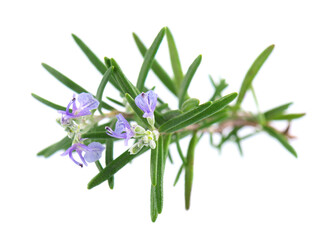 Fototapeta premium Sprig rosemary with flower isolated on white background. Fresh rosemary branch.