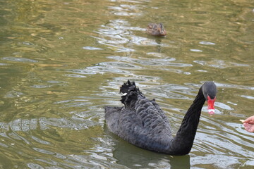 cisne negro