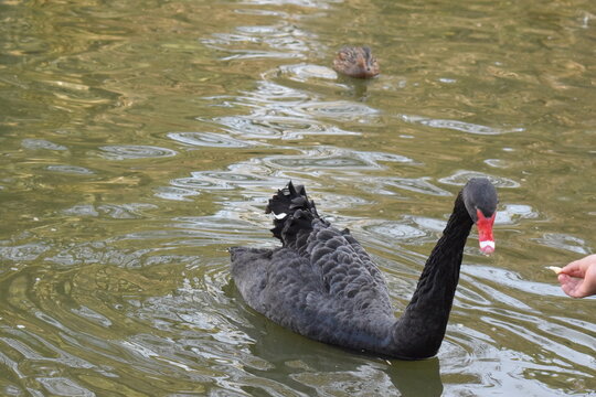 cisne negro