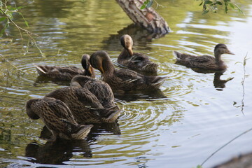 Wild ducks on the lake 