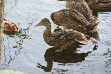 Wild ducks on the lake 