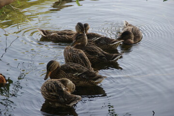 Wild ducks on the lake 
