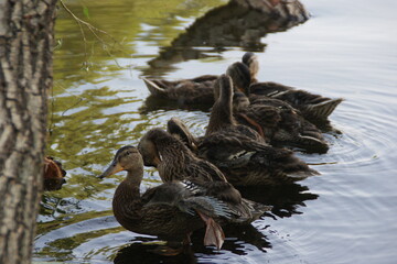 Wild ducks on the lake 