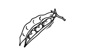 Beans drawn with a black outline. Vector graphics. Vector illustration