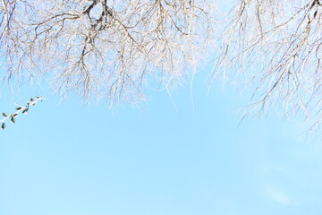 arbol